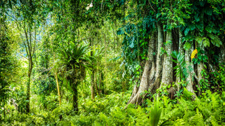FULVIC BIODIVERSITY: Tropical Rainforest